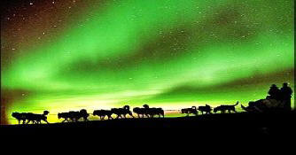 Mushing Under the Northern Lights
