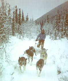 Dog Mushing in preparation for the Yukon Quest