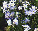 Forget-me-not, Alaska's State Flower!