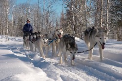 Take a dog sled ride!