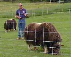 Muskox Farm