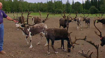 Animals at Research Station