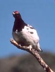 Willow Ptarmigan, Alaska's State Bird!