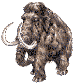 Woolly Mammoth - Alaska Fossil